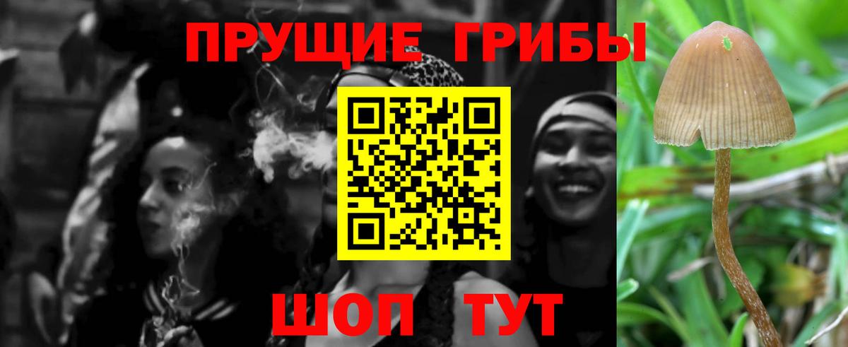 Галлюциногенные грибы Psilocybine cubensis Люберцы
